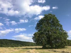 Alone Tree